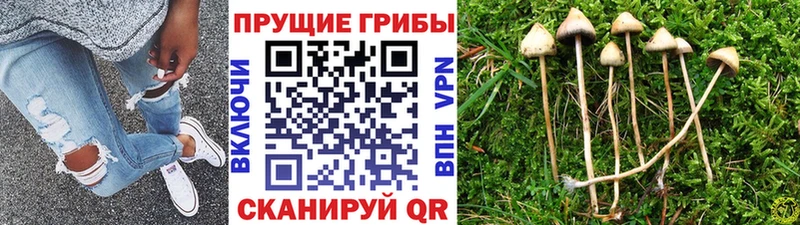 ссылка на мегу ссылки  Каргат  Псилоцибиновые грибы мухоморы 